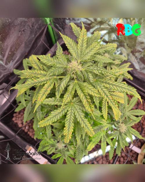 Nori cake ( RDWC ). Week 12 - Week 12 
Day 4
