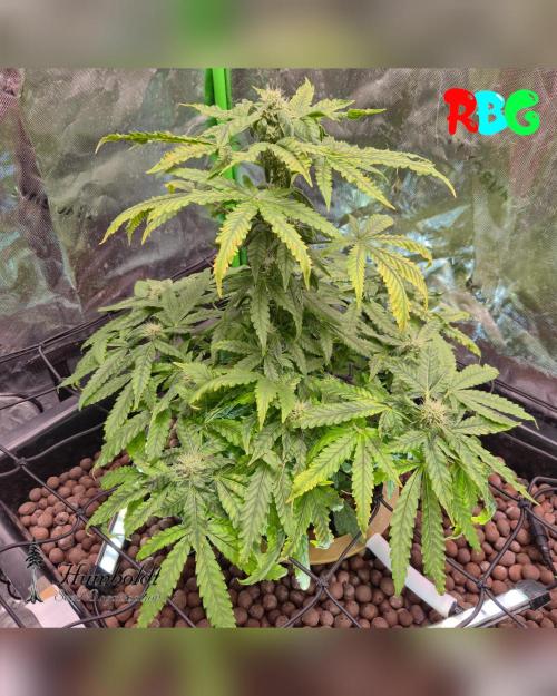 Nori cake ( RDWC ). Week 12 - Week 12
Day 4