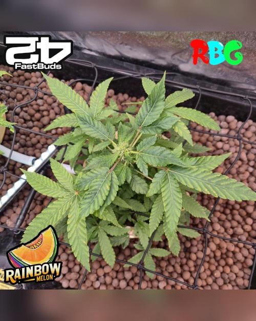 Rainbow Melon ( RDWC ). Week 12 - Week 12
Day 4