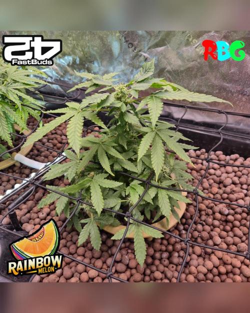 Rainbow Melon ( RDWC ). Week 12 - Week 12
Day 4