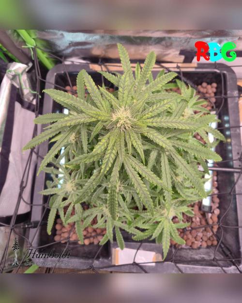SundogZ (DWC). Week 12 - Week 12
Day 4