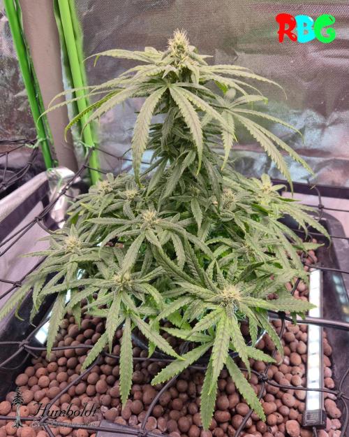 AeroZesh S6 Inline Fan. Week 12
