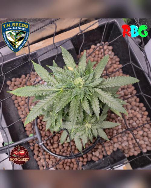 Mon Cherry ( DWC ). Week 12 - Week 12
Day 4