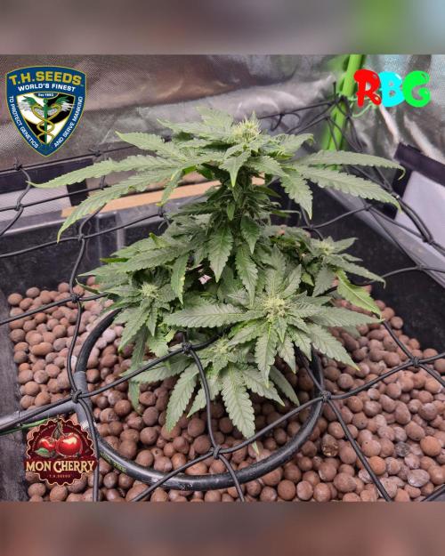 Mon Cherry ( DWC ). Week 12 - Week 12
Day 4