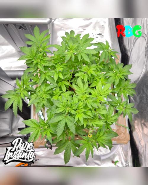 HB Dunkin'z ( RDWC ). Week 8 - Week 8
Day 6