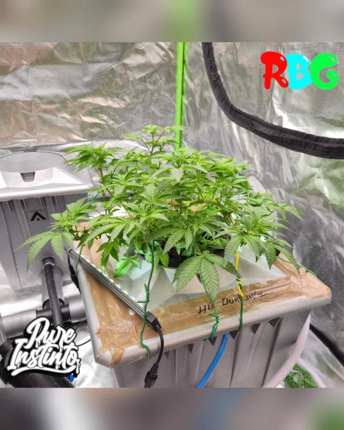 HB Dunkin'z ( RDWC ). Week 8 - Week 8
Day 6
