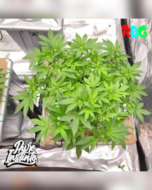 HB Dunkin'z ( RDWC ). Week 8 - Week 8
Day 7