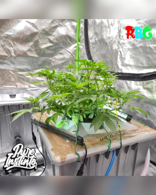 HB Dunkin'z ( RDWC ). Week 8 - Week 8 
Day 7