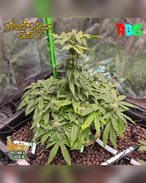 Nori cake ( RDWC ). Week 12 - Week 12 
Day 7