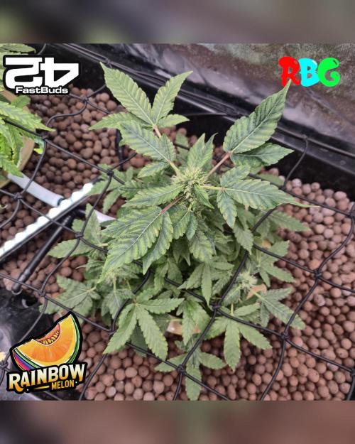 Rainbow Melon ( RDWC ). Week 12 - Week 12 
Day 7