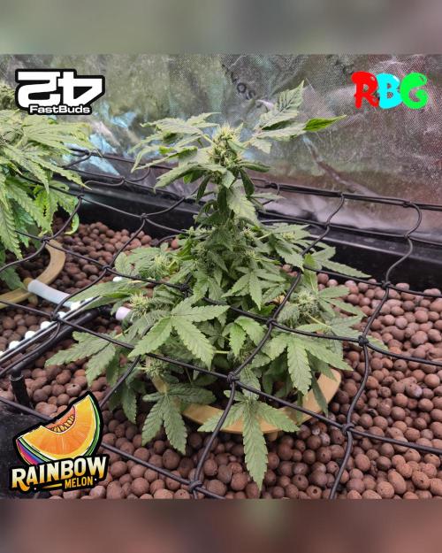 Rainbow Melon ( RDWC ). Week 12 - Week 12 
Day 7