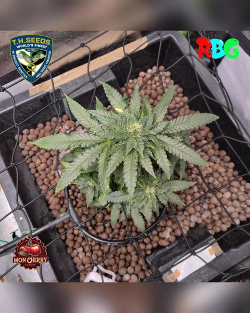 Mon Cherry ( DWC ). Week 12 - Week 12
Day 7