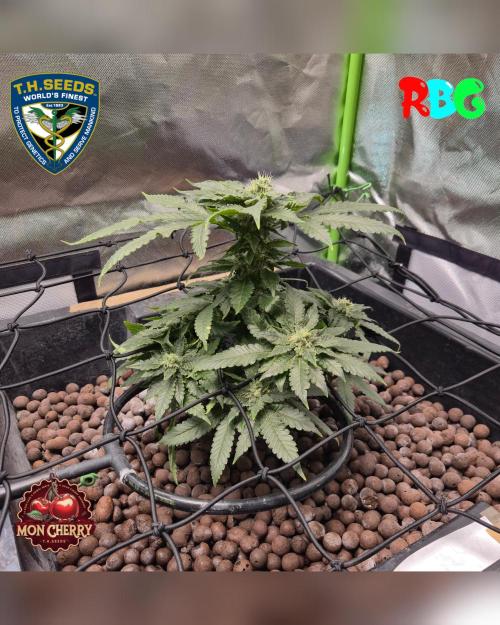 Mon Cherry ( DWC ). Week 12 - Week 12 
Day 7