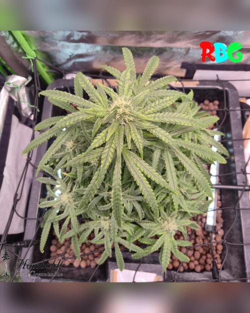 SundogZ (DWC). Week 12 - Week 12
Day 7