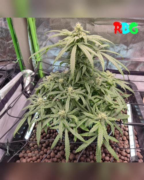 AeroZesh S6 Inline Fan. Week 12