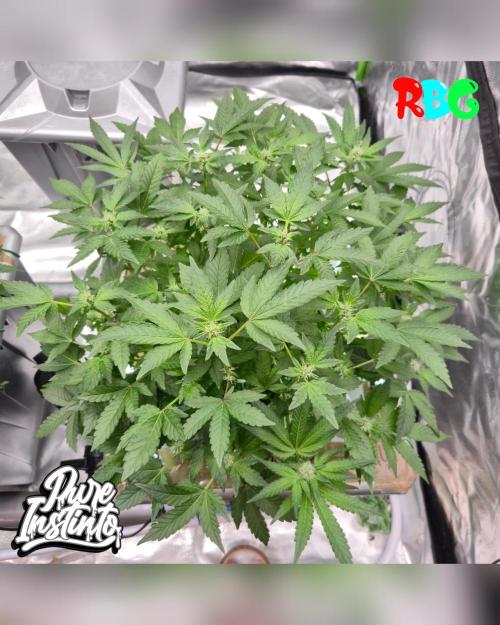 HB Dunkin'z ( RDWC ). Week 9 - Week 9
Day 6
