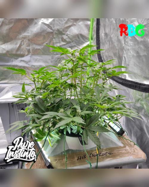 HB Dunkin'z ( RDWC ). Week 9 - Week 9 
Day 6 