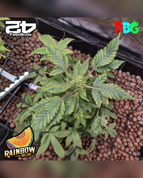 Rainbow Melon ( RDWC ). Week 13 - Week 13 
Day 6