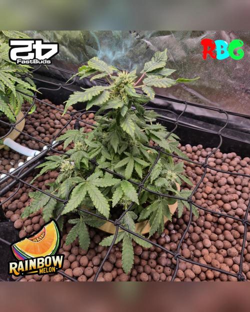 Rainbow Melon ( RDWC ). Week 13 - Week 13 
Day 6