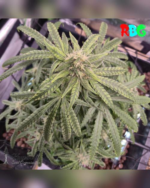 SundogZ (DWC). Week 13 - Week 13 
Day 6