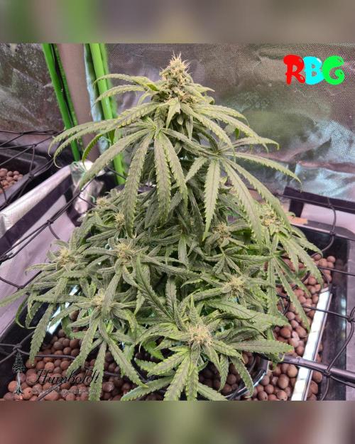 AeroZesh S6 Inline Fan. Week 13