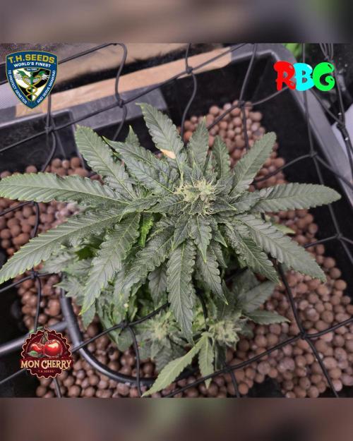 Mon Cherry ( DWC ). Week 13 - Week 13
Day 6