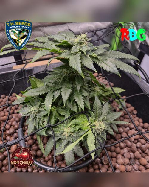 Mon Cherry ( DWC ). Week 13 - Week 13 
Day 6