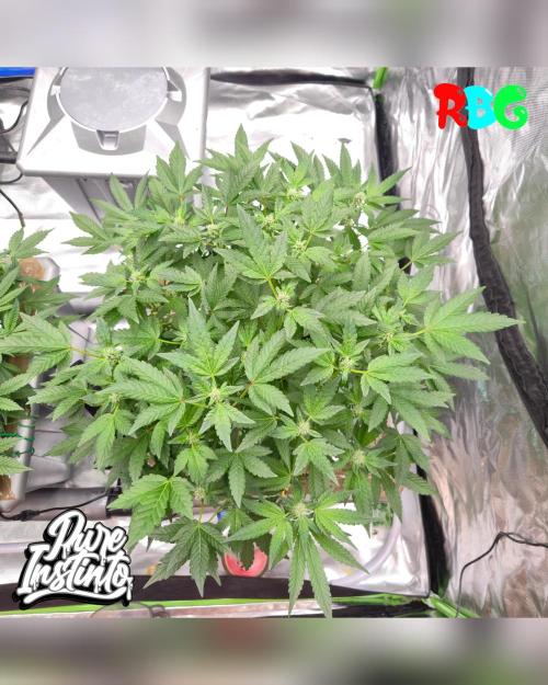 HB Dunkin'z ( RDWC ). Week 10 - Week 10 
Day 1 