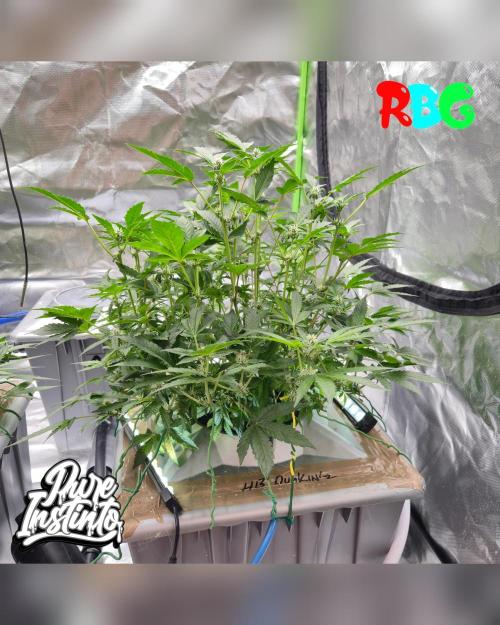 HB Dunkin'z ( RDWC ). Week 10 - Week 10
Day 1 