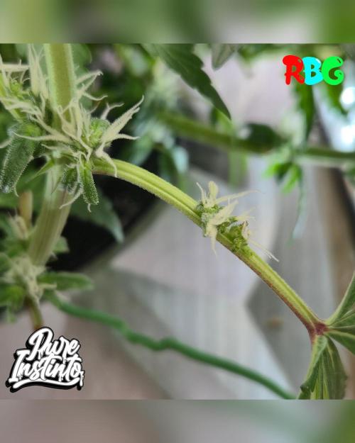 HB Dunkin'z ( RDWC ). Week 10 - Mutation 