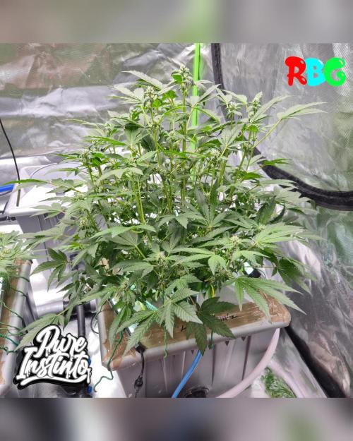 HB Dunkin'z ( RDWC ). Week 10 - Week 10 
Day 4 
