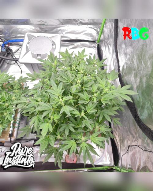 HB Dunkin'z ( RDWC ). Week 10 - Week 10 
Day 4 