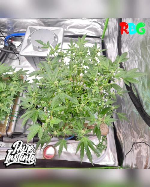 HB Dunkin'z ( RDWC ). Week 10 - Week 10 
Day 5 
