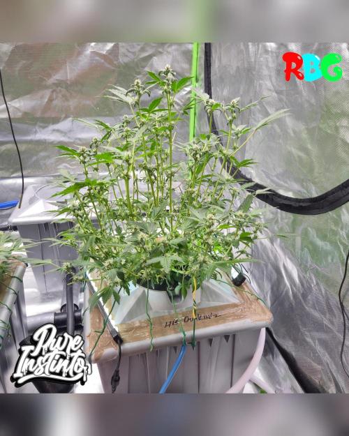 HB Dunkin'z ( RDWC ). Week 10 - Week 10 
Day 5