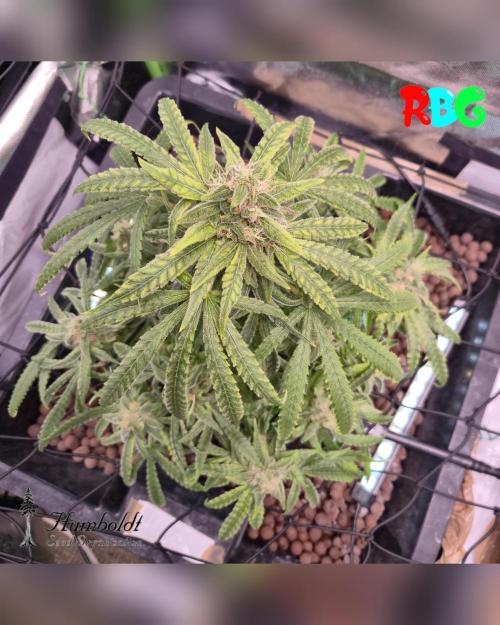 SundogZ (DWC). Week 14 - Week 14
Day 5