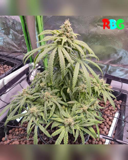 AeroZesh S6 Inline Fan. Week 14