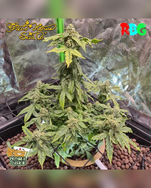 Nori cake ( RDWC ). Week 14 - Week 14 
Day 5