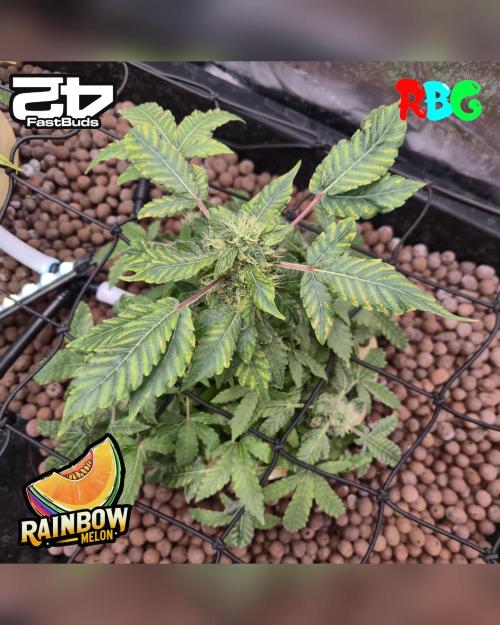 Rainbow Melon ( RDWC ). Week 14 - Week 14
Day 5