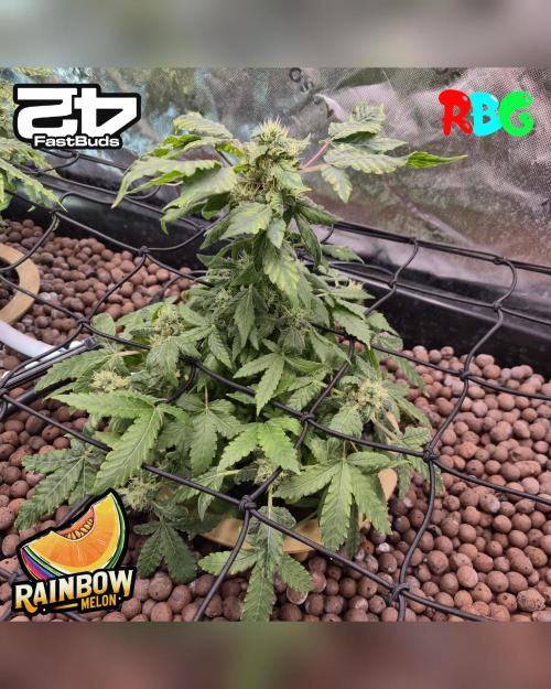 Rainbow Melon ( RDWC ). Week 14 - Week 14 
Day 5 