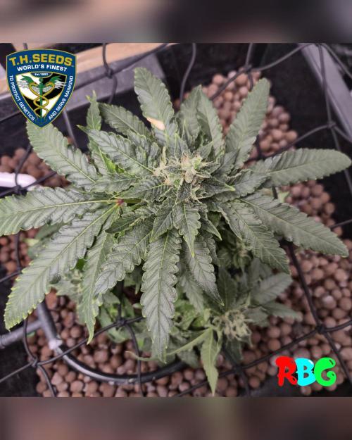 Mon Cherry ( DWC ). Week 14 - Week 14
Day 5