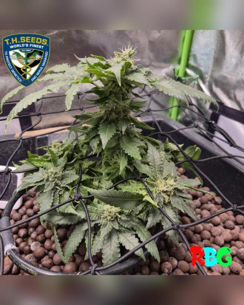 Mon Cherry ( DWC ). Week 14 - Week 14 
Day 5
29/3/26
