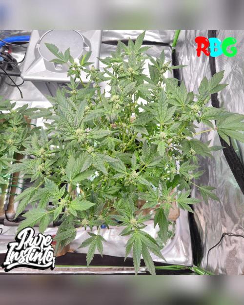 HB Dunkin'z ( RDWC ). Week 10 - Week 10
Day 6 
