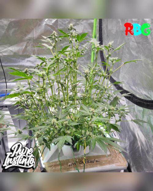 HB Dunkin'z ( RDWC ). Week 10 - Week 10
Day 6 