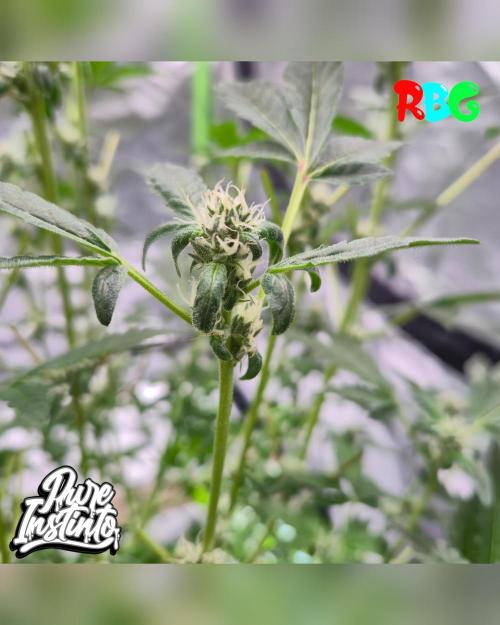 HB Dunkin'z ( RDWC ). Week 10 - Week 10 
Day 6 