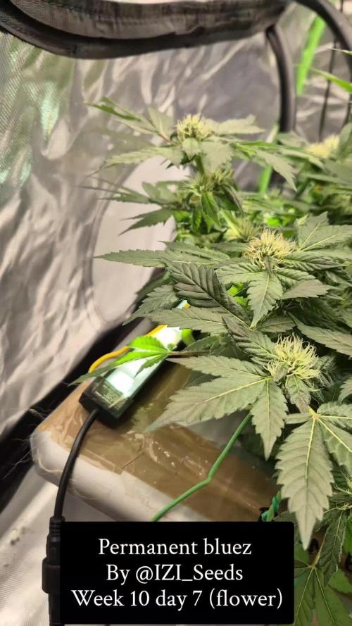 ( IZI Comp )Permanent Bluez RDWC