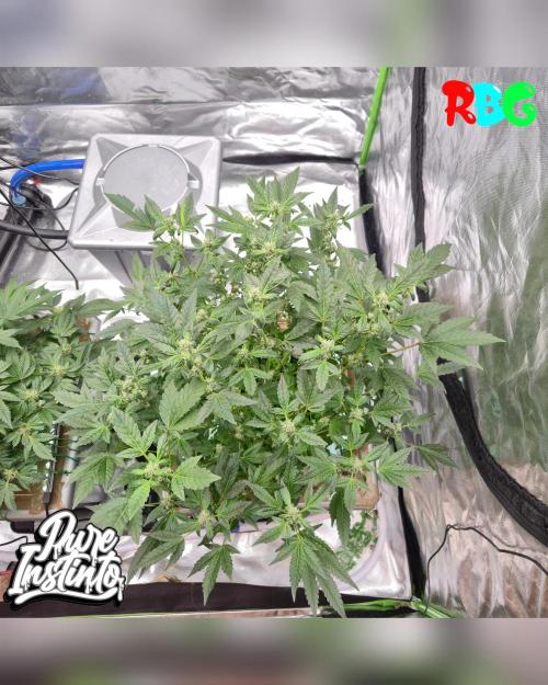 HB Dunkin'z ( RDWC ). Week 11 - Week 11
Day 2 
2/4/26