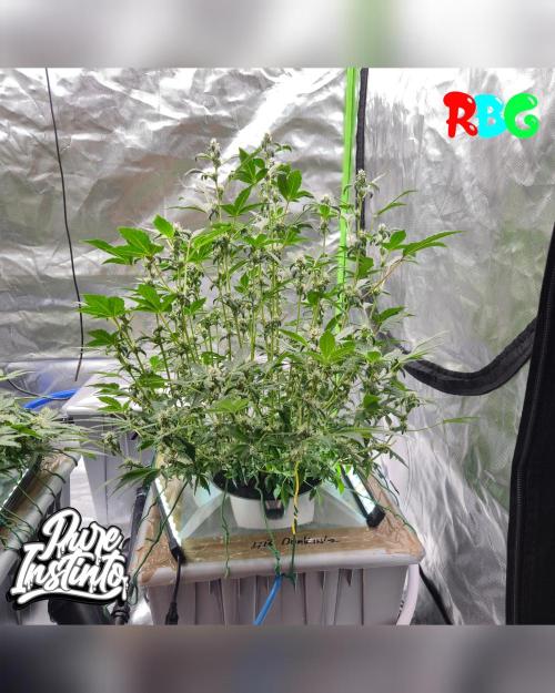 HB Dunkin'z ( RDWC ). Week 11 - Week 11
Day 2
2/4/26