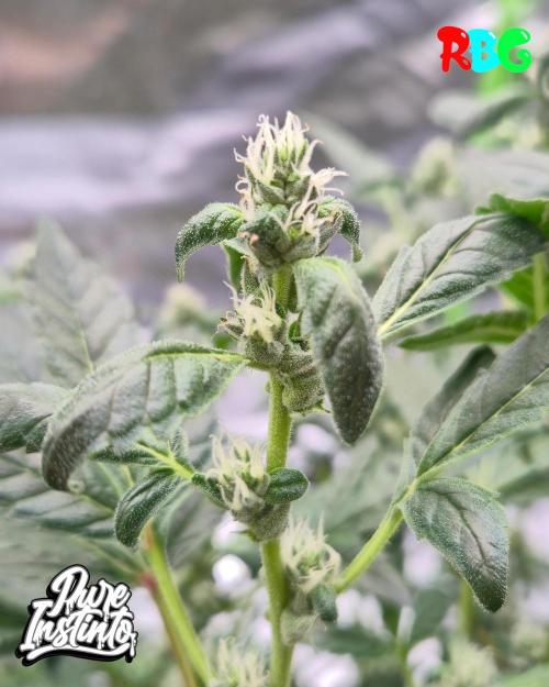 HB Dunkin'z ( RDWC ). Week 11 - Week 11
Day 2 
2/4/26
