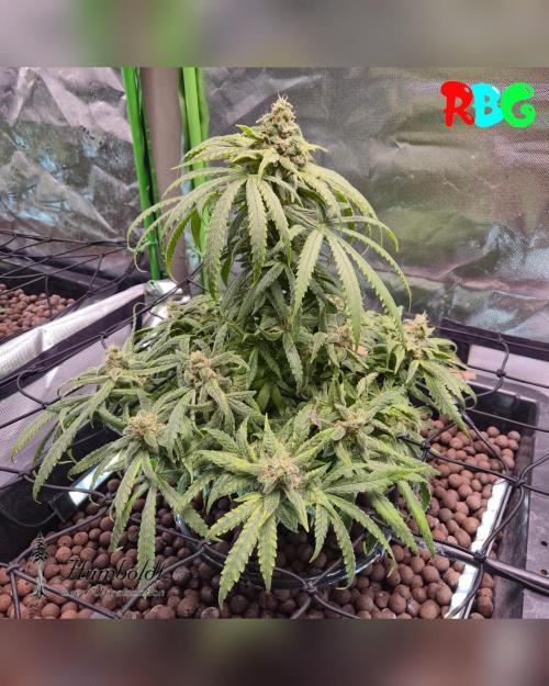 SundogZ (DWC). Week 15 - Week 15 
Day 2 
2/4/28