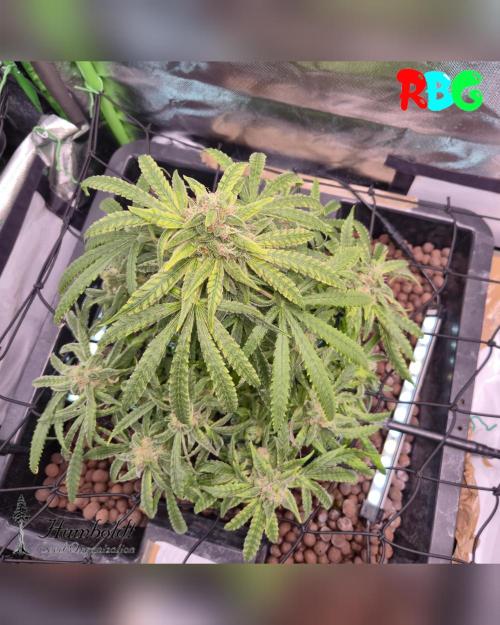 AeroZesh S6 Inline Fan. Week 15